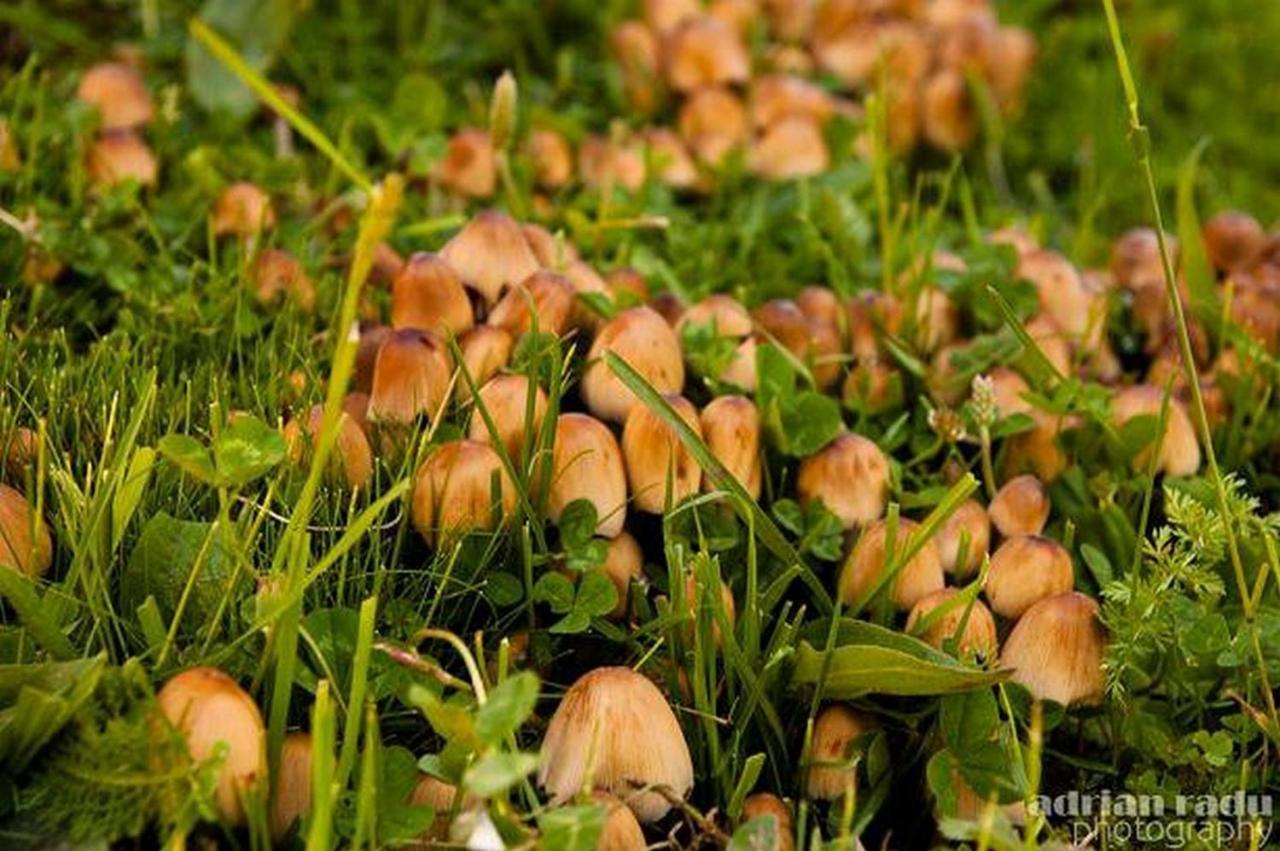 Cabana Mariuca Fundata Dış mekan fotoğraf